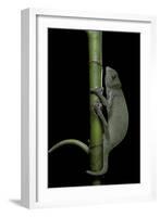 Chamaeleo Senegalensis (Senegal Chameleon)-Paul Starosta-Framed Photographic Print