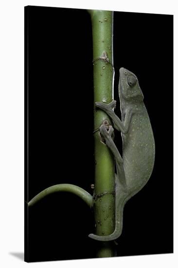 Chamaeleo Senegalensis (Senegal Chameleon)-Paul Starosta-Stretched Canvas