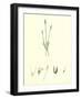 Chamagrostis Minima Early Sand-Grass-null-Framed Giclee Print