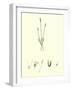 Chamagrostis Minima Early Sand-Grass-null-Framed Giclee Print