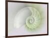 Chambered Nautilus Cutaway Shells on Colorful-Stela Knezevic-Framed Art Print