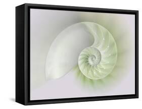 Chambered Nautilus Cutaway Shells on Colorful-Stela Knezevic-Framed Stretched Canvas