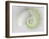 Chambered Nautilus Cutaway Shells on Colorful-Stela Knezevic-Framed Art Print