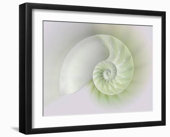 Chambered Nautilus Cutaway Shells on Colorful-Stela Knezevic-Framed Art Print