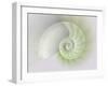 Chambered Nautilus Cutaway Shells on Colorful-Stela Knezevic-Framed Art Print