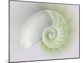 Chambered Nautilus Cutaway Shells on Colorful-Stela Knezevic-Mounted Art Print