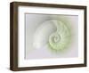 Chambered Nautilus Cutaway Shells on Colorful-Stela Knezevic-Framed Art Print