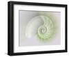 Chambered Nautilus Cutaway Shells on Colorful-Stela Knezevic-Framed Art Print