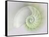 Chambered Nautilus Cutaway Shells on Colorful-Stela Knezevic-Framed Stretched Canvas