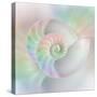 Chambered Nautilus Cutaway Shells on Colorful-Stela Knezevic-Stretched Canvas