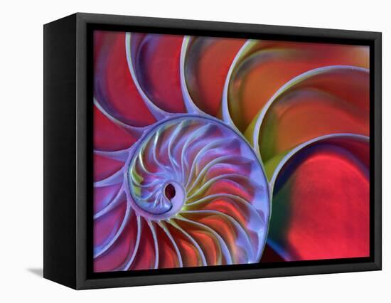 Chambered Nautilus in Colored Light-James L. Amos-Framed Stretched Canvas