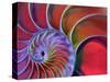 Chambered Nautilus in Colored Light-James L. Amos-Stretched Canvas