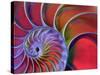 Chambered Nautilus in Colored Light-James L. Amos-Stretched Canvas