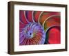 Chambered Nautilus in Colored Light-James L. Amos-Framed Premium Photographic Print