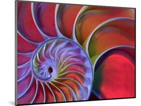 Chambered Nautilus in Colored Light-James L. Amos-Mounted Premium Photographic Print
