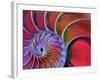 Chambered Nautilus in Colored Light-James L. Amos-Framed Photographic Print