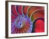 Chambered Nautilus in Colored Light-James L. Amos-Framed Photographic Print