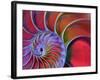 Chambered Nautilus in Colored Light-James L. Amos-Framed Photographic Print