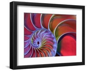 Chambered Nautilus in Colored Light-James L. Amos-Framed Photographic Print