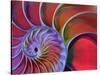 Chambered Nautilus in Colored Light-James L. Amos-Stretched Canvas