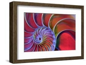 Chambered Nautilus in Colored Light-James L Amos-Framed Photographic Print