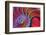 Chambered Nautilus in Colored Light-James L Amos-Framed Photographic Print