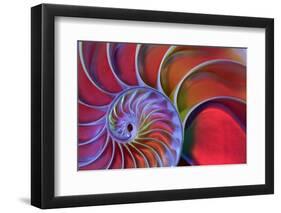 Chambered Nautilus in Colored Light-James L Amos-Framed Photographic Print