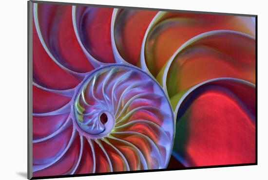 Chambered Nautilus in Colored Light-James L Amos-Mounted Photographic Print