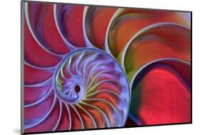 Chambered Nautilus in Colored Light-James L Amos-Mounted Photographic Print