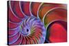 Chambered Nautilus in Colored Light-James L Amos-Stretched Canvas