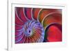 Chambered Nautilus in Colored Light-James L Amos-Framed Photographic Print