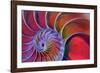 Chambered Nautilus in Colored Light-James L Amos-Framed Photographic Print