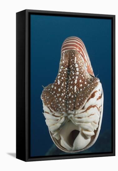 Chambered Nautilus (Nautilus Belauensis), Micronesia, Palau-Reinhard Dirscherl-Framed Stretched Canvas