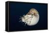 Chambered Nautilus (Nautilus Belauensis), Micronesia, Palau-Reinhard Dirscherl-Framed Stretched Canvas