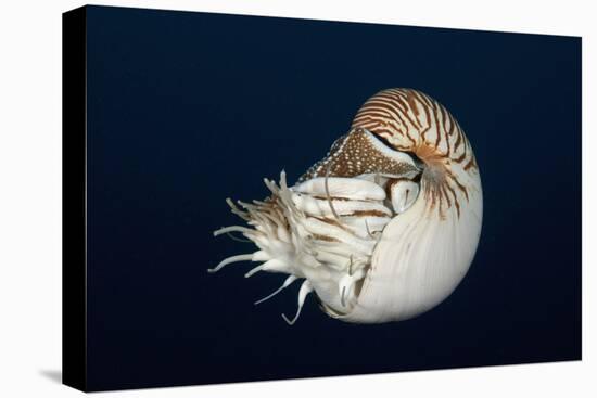 Chambered Nautilus (Nautilus Belauensis), Micronesia, Palau-Reinhard Dirscherl-Stretched Canvas