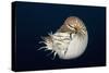 Chambered Nautilus (Nautilus Belauensis), Micronesia, Palau-Reinhard Dirscherl-Stretched Canvas