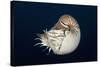 Chambered Nautilus (Nautilus Belauensis), Micronesia, Palau-Reinhard Dirscherl-Stretched Canvas