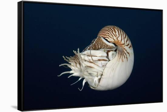 Chambered Nautilus (Nautilus Belauensis), Micronesia, Palau-Reinhard Dirscherl-Framed Stretched Canvas