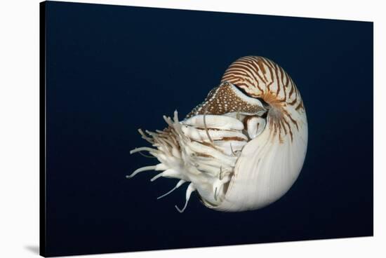 Chambered Nautilus (Nautilus Belauensis), Micronesia, Palau-Reinhard Dirscherl-Stretched Canvas