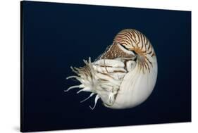 Chambered Nautilus (Nautilus Belauensis), Micronesia, Palau-Reinhard Dirscherl-Stretched Canvas