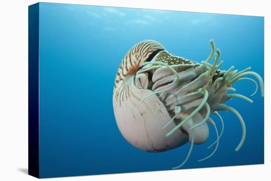 Chambered Nautilus (Nautilus Belauensis), Micronesia, Palau-Reinhard Dirscherl-Stretched Canvas