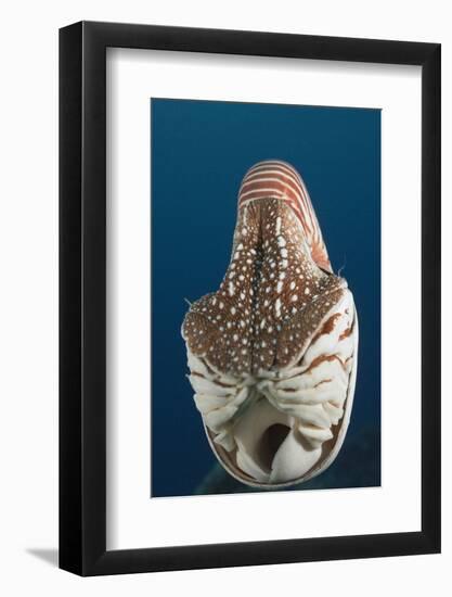 Chambered Nautilus (Nautilus Belauensis), Micronesia, Palau-Reinhard Dirscherl-Framed Photographic Print