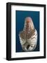 Chambered Nautilus (Nautilus Belauensis), Micronesia, Palau-Reinhard Dirscherl-Framed Photographic Print