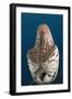 Chambered Nautilus (Nautilus Belauensis), Micronesia, Palau-Reinhard Dirscherl-Framed Photographic Print