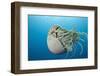 Chambered Nautilus (Nautilus Belauensis), Micronesia, Palau-Reinhard Dirscherl-Framed Photographic Print