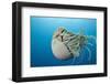 Chambered Nautilus (Nautilus Belauensis), Micronesia, Palau-Reinhard Dirscherl-Framed Photographic Print