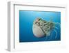 Chambered Nautilus (Nautilus Belauensis), Micronesia, Palau-Reinhard Dirscherl-Framed Photographic Print