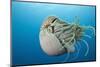 Chambered Nautilus (Nautilus Belauensis), Micronesia, Palau-Reinhard Dirscherl-Mounted Photographic Print