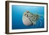 Chambered Nautilus (Nautilus Belauensis), Micronesia, Palau-Reinhard Dirscherl-Framed Photographic Print