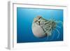 Chambered Nautilus (Nautilus Belauensis), Micronesia, Palau-Reinhard Dirscherl-Framed Photographic Print